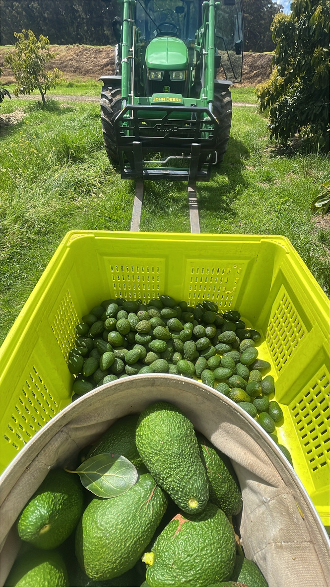 Avocado harvest crate
