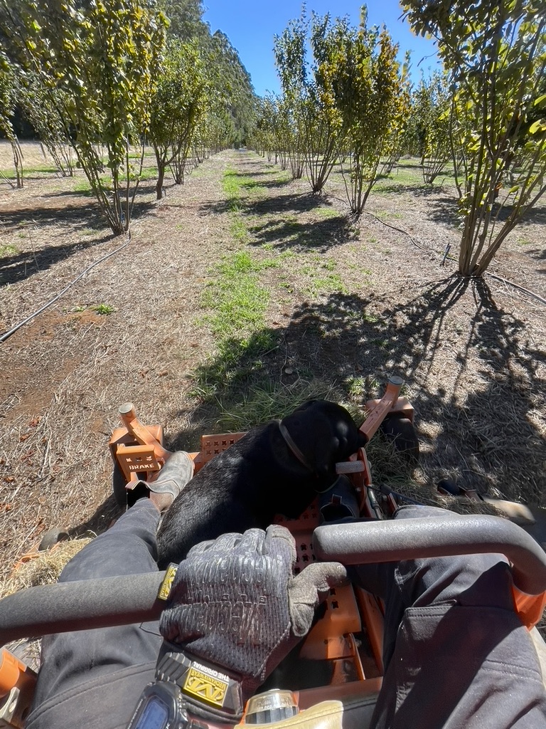 Chester rides on the mower