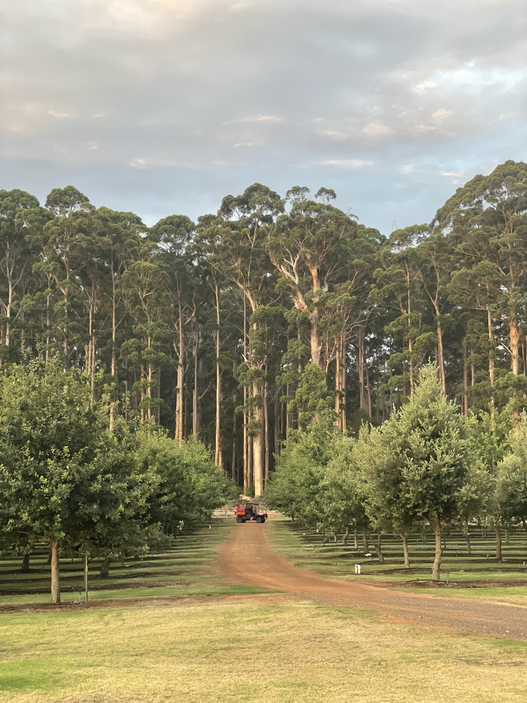 Karri tree avenue