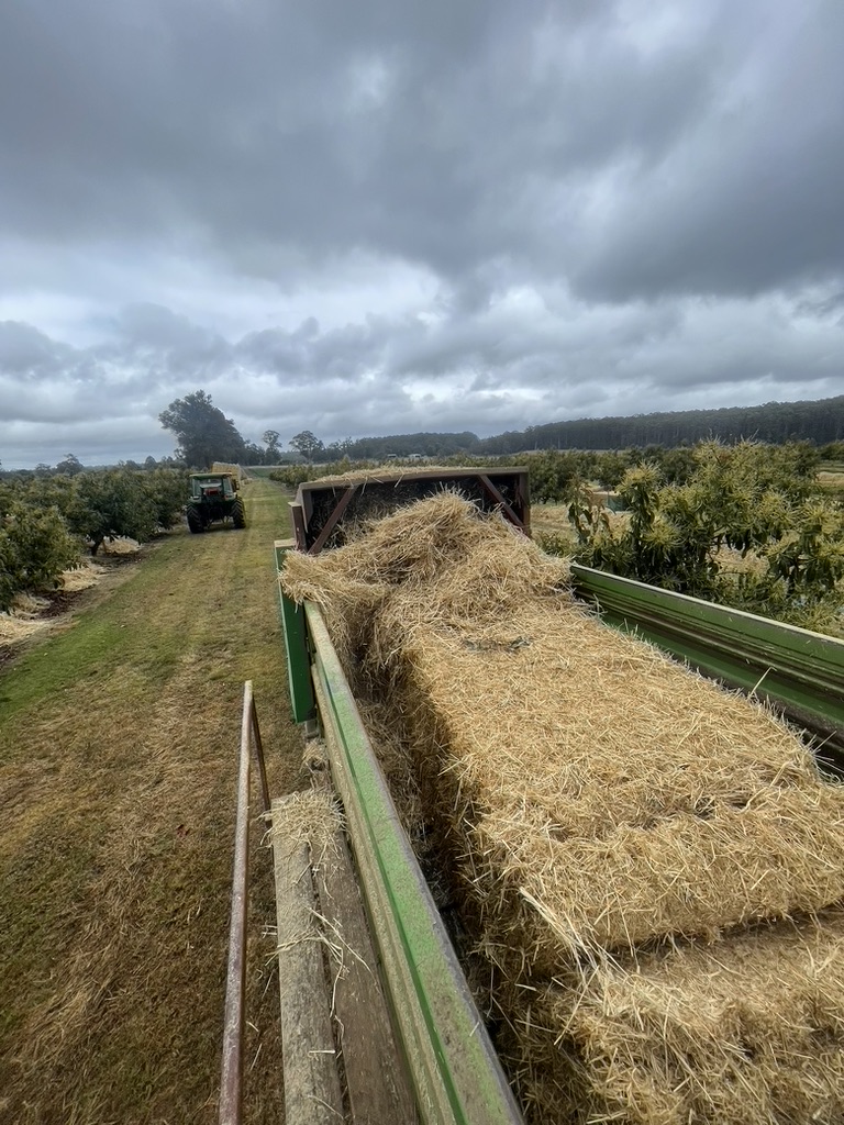 Mulching orchard