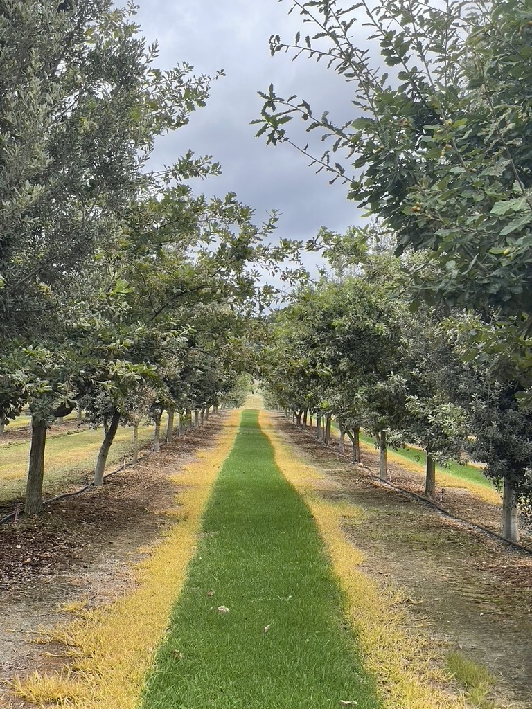 Oak avenue