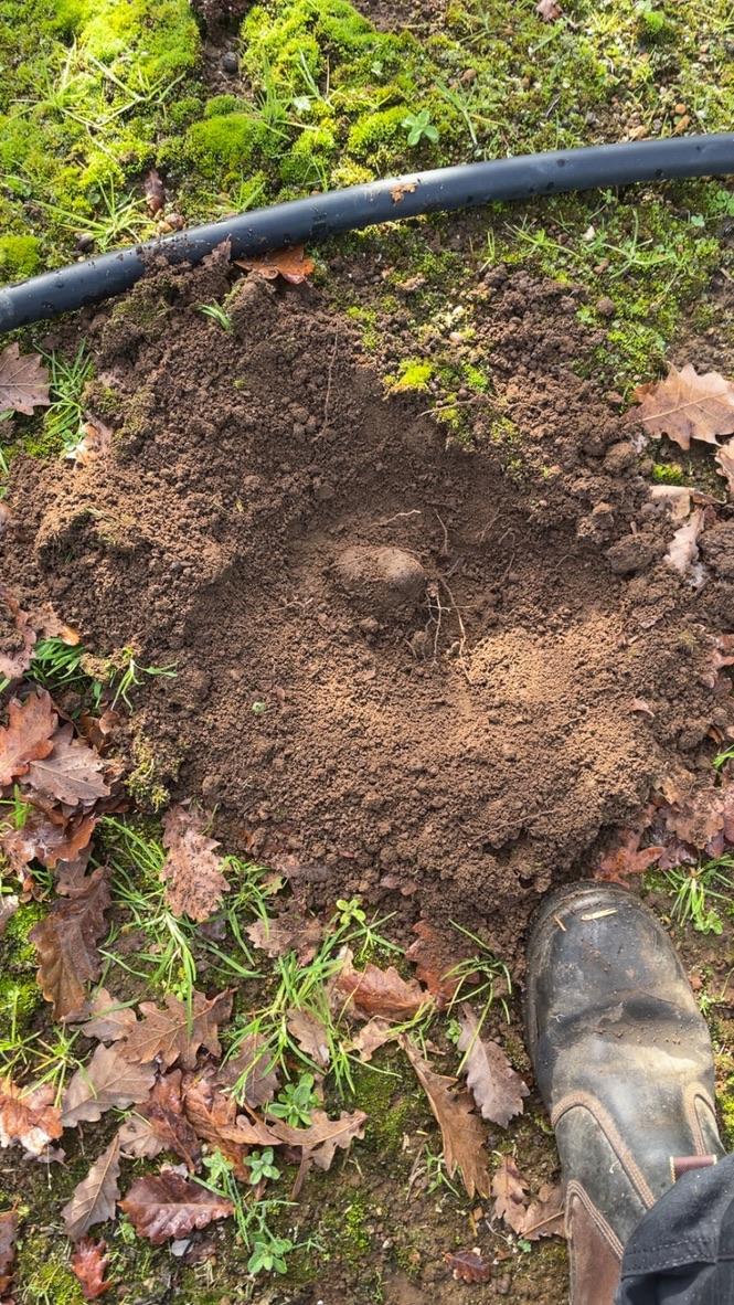Found a truffle