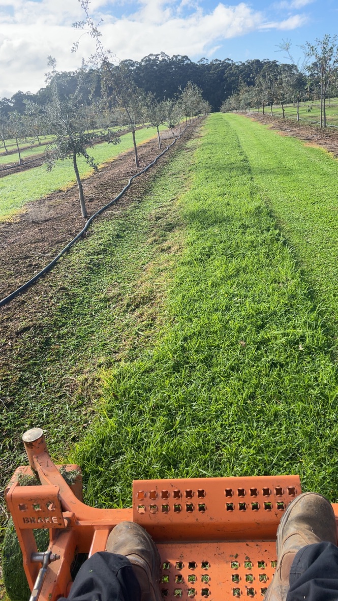 mowing truffle rows